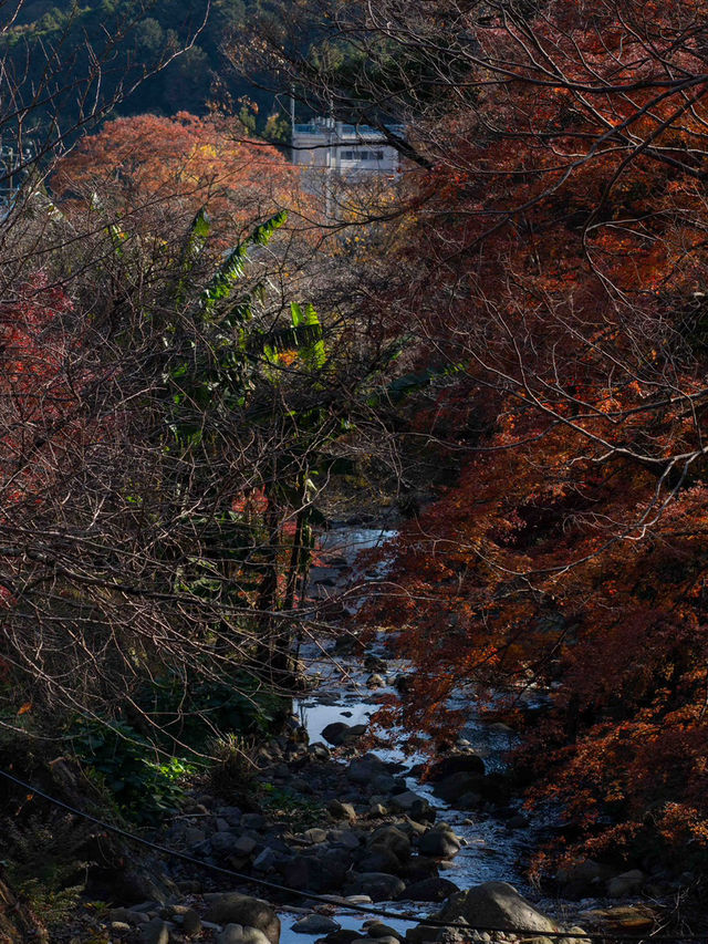 絶景と神聖が交わる登山道！神奈川・大山へ紅葉ハイク🍁⛰️