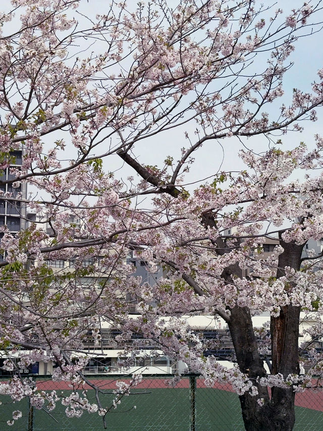 東京景點｜櫻橋
