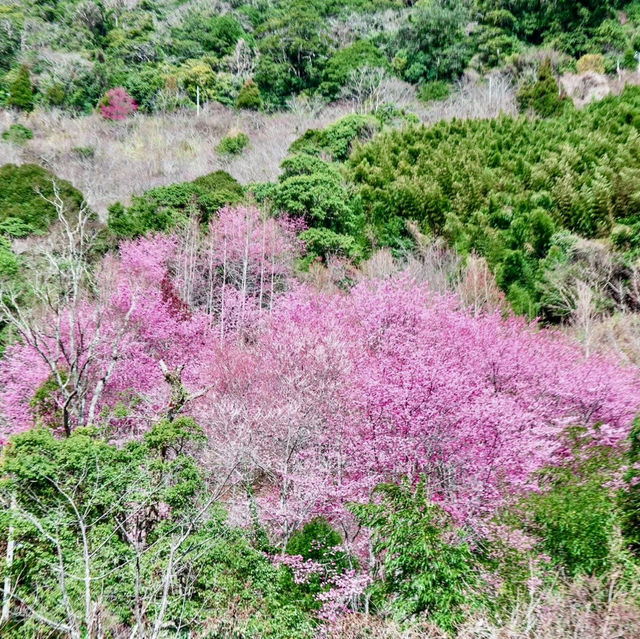 三色花景ㄧ次搞定的萬里林園