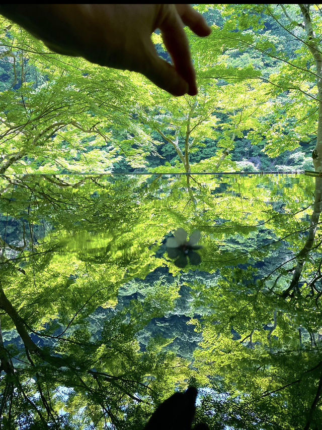 【京都】絶景リフレクション やSNSで話題のシンメトリーの丸窓