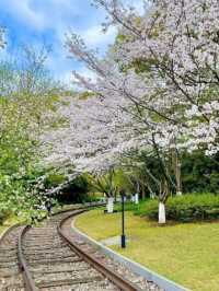 White Tower Park Cherry Blossoms– Hangzhou's Best-Kept Sakura Secret