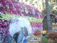 งานมหกรรมไม้ดอก-ไม้ประดับ ที่หนองบวกหาด เชียงใหม่