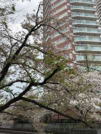 東京｜神田川櫻並木的春日盛宴