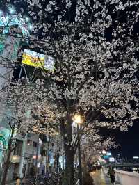 福岡🌸福博相逢橋夜櫻伴中洲夜景🎑