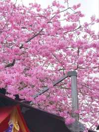 Where Cherry Blossoms Meet Tea Dreams: A Journey to Yongfu’s Sakura Paradise