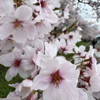 【秋田】武家屋敷通りが美しい桜の名所🌸