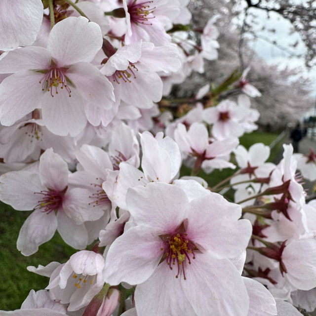 【秋田】武家屋敷通りが美しい桜の名所🌸