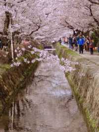 Kyoto’s Spring: A World of Cherry Blossoms 🌸🌞