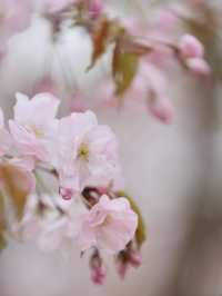 Spring’s Embrace: The Cherry Blossom Magic of Yitong River