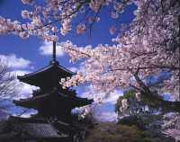🌸 Shinnyo-do Temple: Kyoto’s Best-Kept Secret for Golden Hour Sakura 🌸