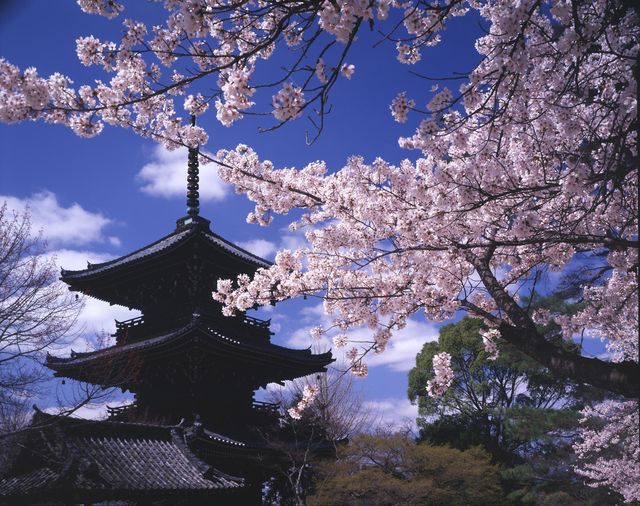🌸 Shinnyo-do Temple: Kyoto’s Best-Kept Secret for Golden Hour Sakura 🌸