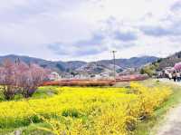 🇯🇵福島 有見過那麼色彩鮮艷的山坡嗎？ 🌼🌸