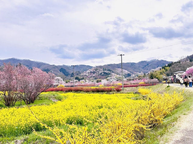 🇯🇵福島 有見過那麼色彩鮮艷的山坡嗎？ 🌼🌸