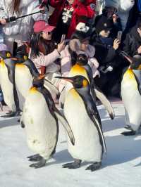【北海道】旭山動物園：冬日限定超萌企鵝巡遊