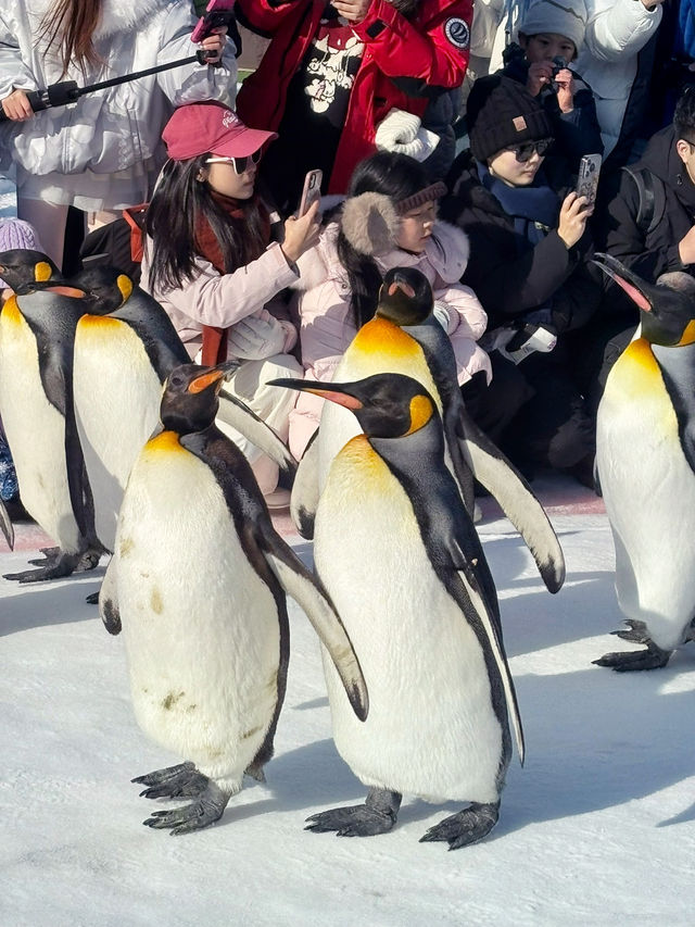 【北海道】旭山動物園：冬日限定超萌企鵝巡遊