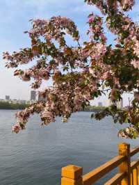 Where the cherry blossoms Meet the Flow: Changbai’s Serene Spring