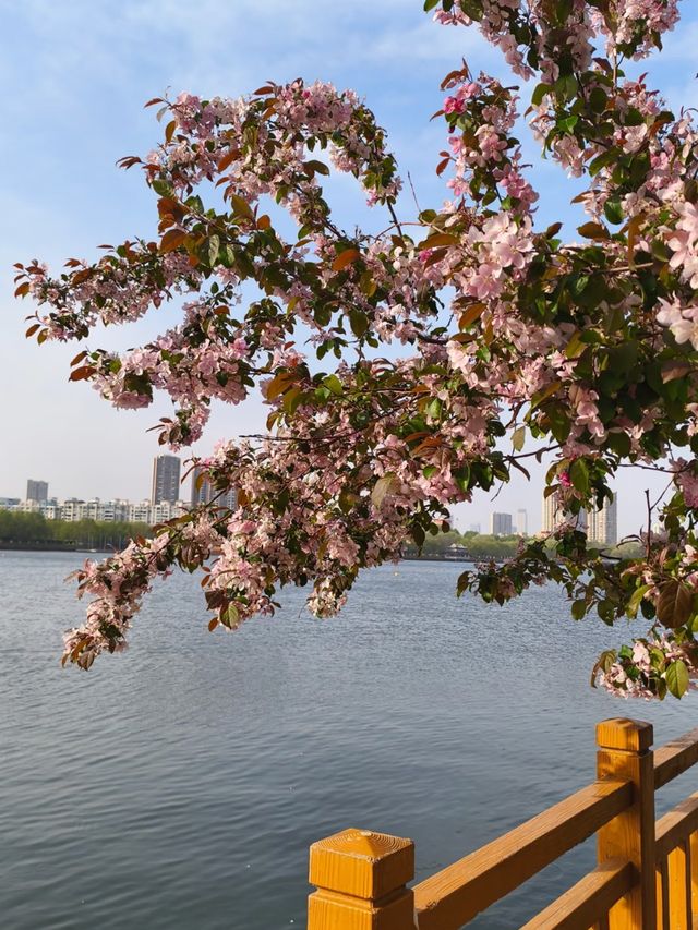 Where the cherry blossoms Meet the Flow: Changbai’s Serene Spring