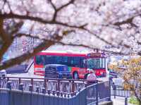 “Blossoms of Peace: Cherry Blossom Season in Historic Nagasaki”
