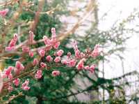 “Blossoms of Ambition: Springtime Serenity at Woosong University”