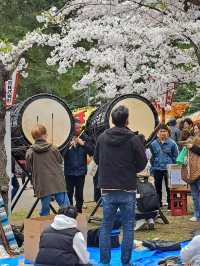 “Petal Dreams in the North: Aomori’s Sakura Symphony”