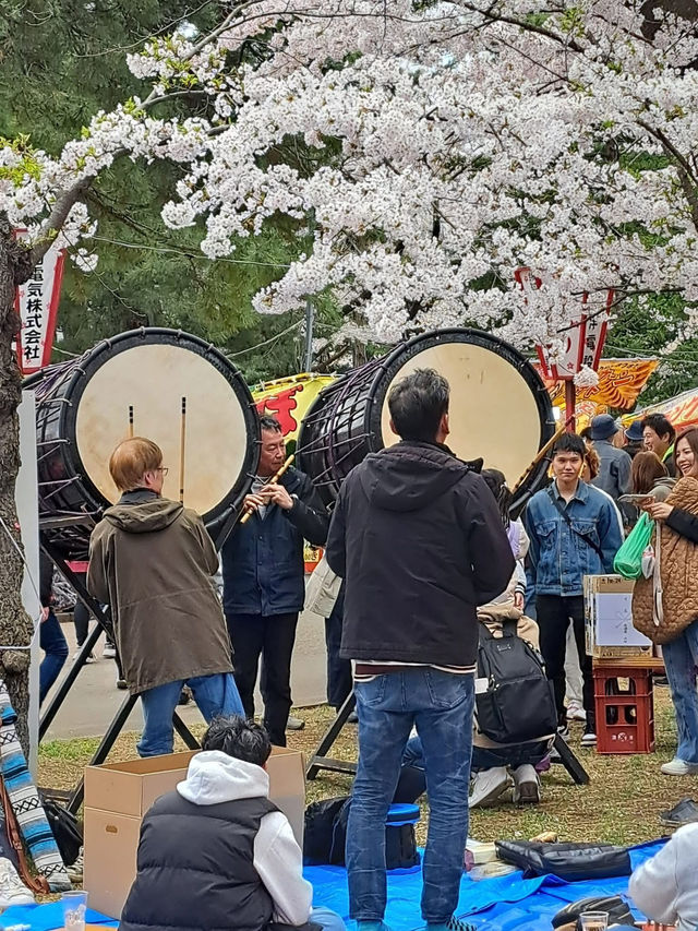 “Petal Dreams in the North: Aomori’s Sakura Symphony”