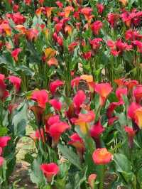 #桃園彩色海芋季-桃園市大園區