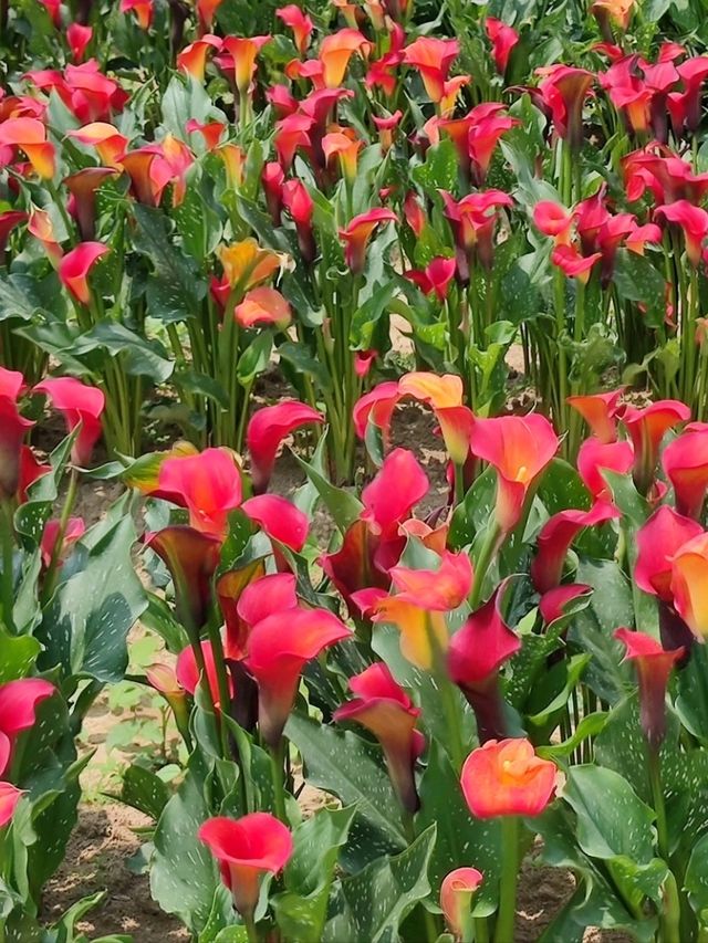 #桃園彩色海芋季-桃園市大園區