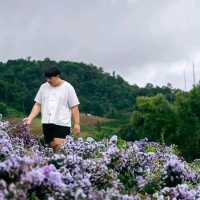สวนดอกไม้ ป้างฮวา 🌺 l เชียงใหม่