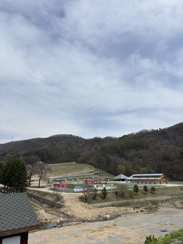  봄에 좋은 예쁜 풍경의 대관령 목장🥰