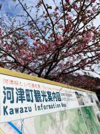 “The First Bloom of Spring: Kawazu’s River of Pink”