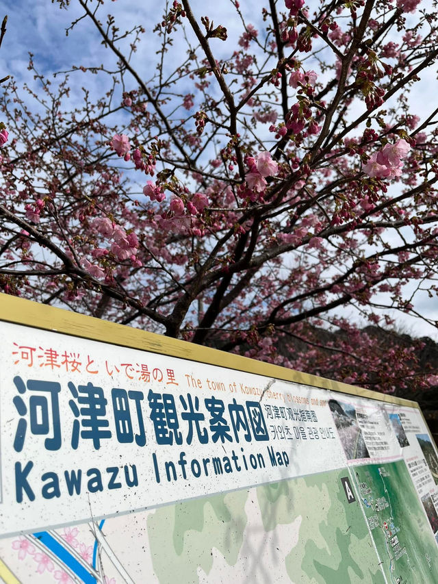“The First Bloom of Spring: Kawazu’s River of Pink”
