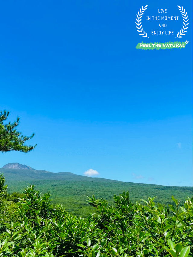 A Breath of Fresh Air and Panoramic Views at Seogwipo Natural Recreational Forest