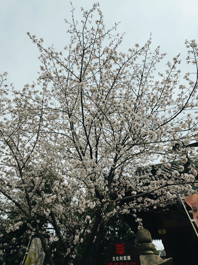東京｜都營淺草線｜傳統與現代交織的紅色旅程