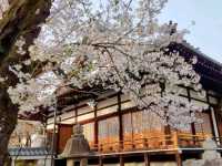 內行人才知道的京都賞櫻景店---本滿寺