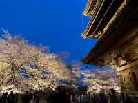 京都車站周邊賞櫻首選---東寺•夜櫻