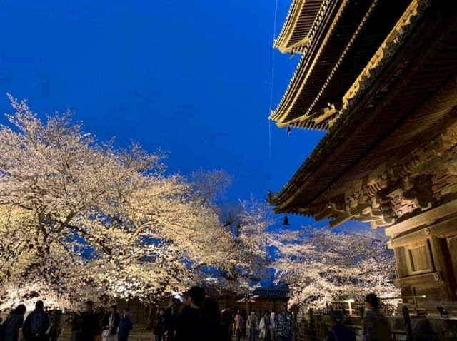 京都車站周邊賞櫻首選---東寺•夜櫻