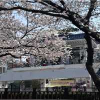Jinhae Yeojwacheon Stream (Changwon)