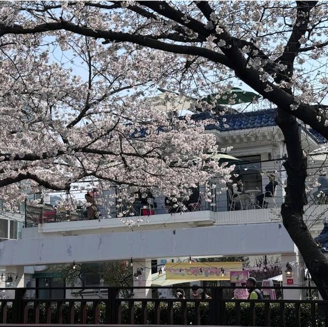 Jinhae Yeojwacheon Stream (Changwon)