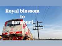 นั่ง Royal blossom ไปหาความสุขกัน