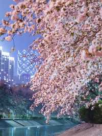 🌸✨ Nighttime in Beijing is full of surprises