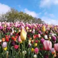 A Blooming Wonderland at Keukenhof Gardens 🌷