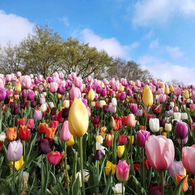 A Blooming Wonderland at Keukenhof Gardens 🌷