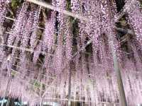 花と光の楽園 あしかがフラワーパーク　満開の藤のライトアップ！