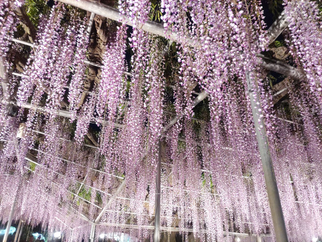 花と光の楽園 あしかがフラワーパーク　満開の藤のライトアップ！