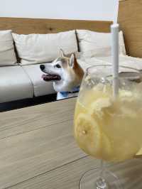 【日本🇯🇵京都】🐶と楽しむ京都