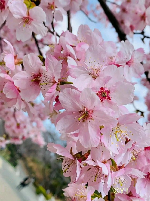 Shuzenji – A Peaceful Escape into Traditional Japan