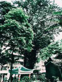 石水渠街花園｜灣仔隱秘打卡綠洲