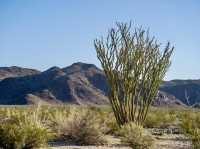 Hiking Among the Joshua Trees