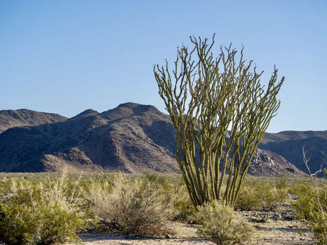 Hiking Among the Joshua Trees