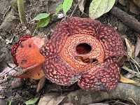Live at the Sabah Kota Kinabalu Rafflesia (King of Flowers) Spot!